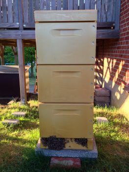 Bistade med bier udenfor ved indgangen
